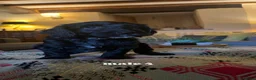 Mixed Breed dogs for sale: *READY TO GO* Sprockapoo puppies 🐶 🏠  - Advert 8