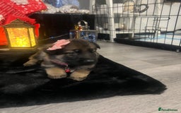 German Shepherd dogs for sale: Lovely shepherds  - Advert 4