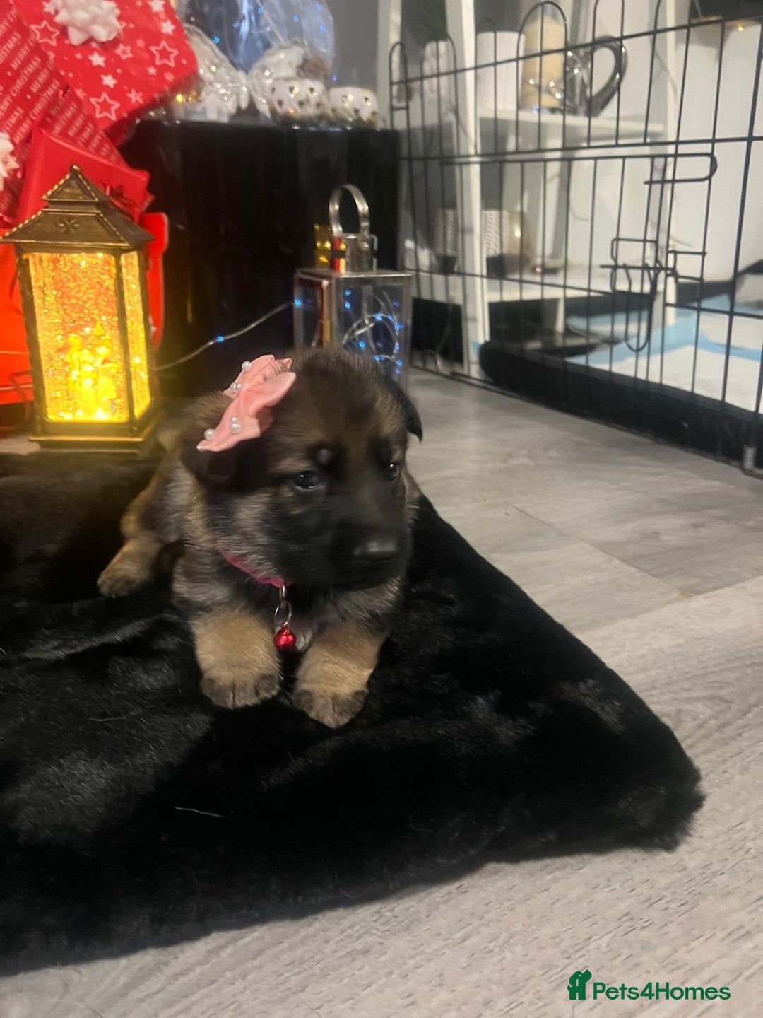 German Shepherd dogs for sale: Lovely shepherds  - Advert 4