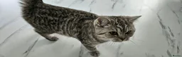 British Shorthair cats for sale: British shorthair champion GCCF registered  - Advert 5