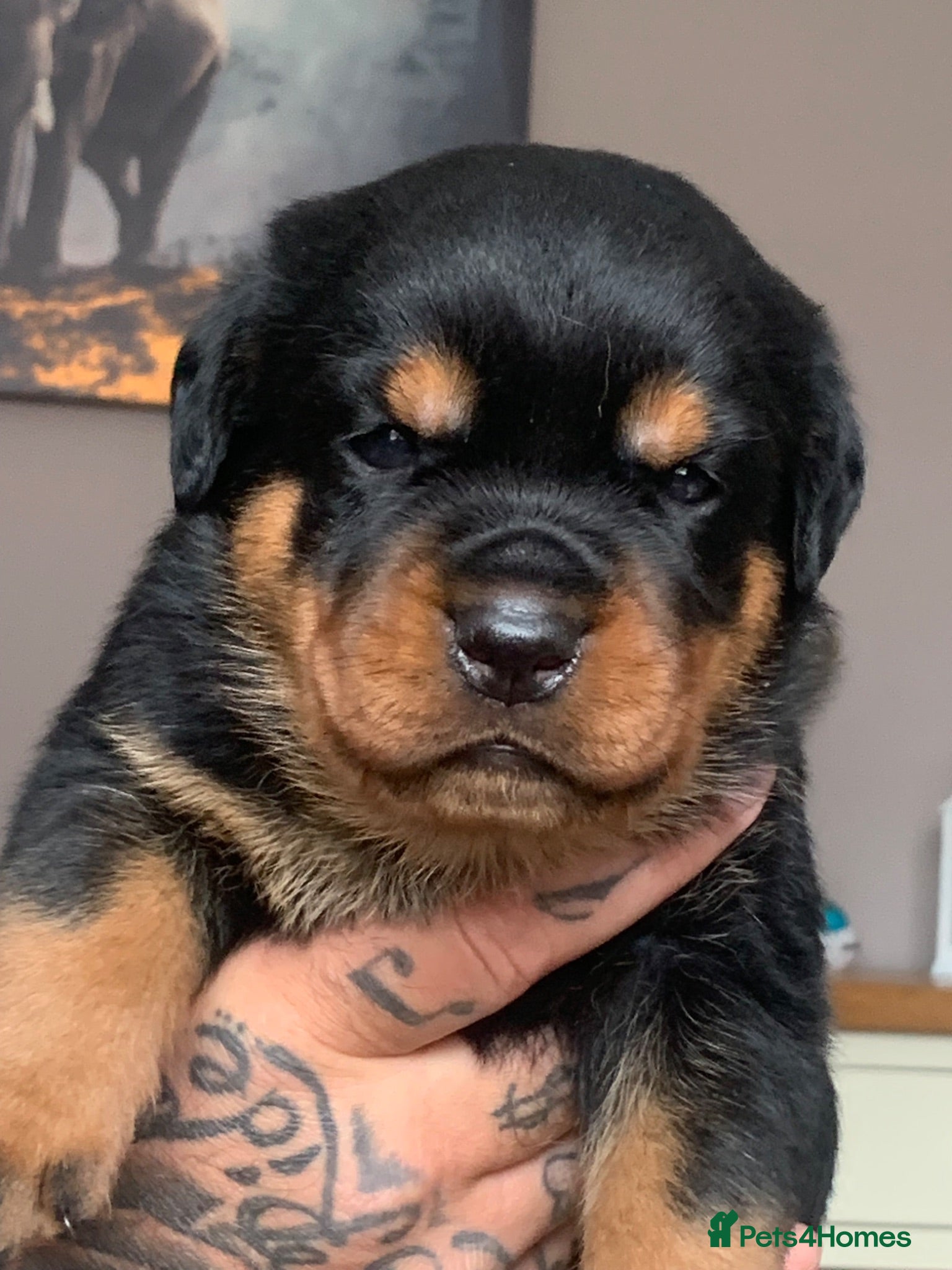 Rottweiler dogs AMAZING PEDIGREE REGISTERED ROTTWEILER PUPPIES - Advert 5