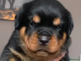 Rottweiler dogs AMAZING PEDIGREE REGISTERED ROTTWEILER PUPPIES - Advert 5