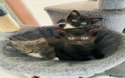 Mixed Breed cats for sale: British blue/Russian blue cross - Image 7