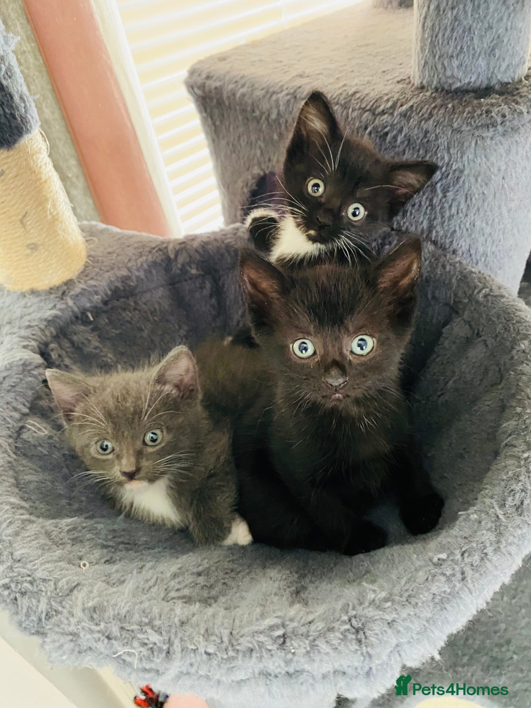 Mixed Breed cats for sale: British blue/Russian blue cross - Image 7