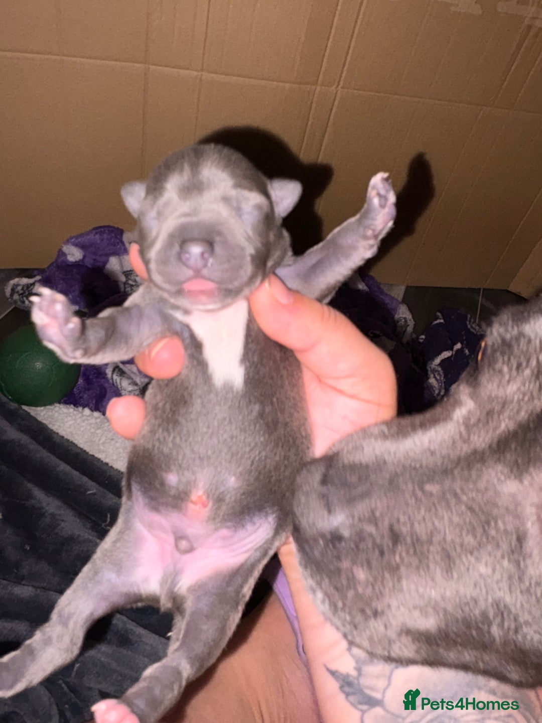Staffordshire Bull Terrier dogs for sale: Blue staffordshire bull terrier puppies  - Image 4