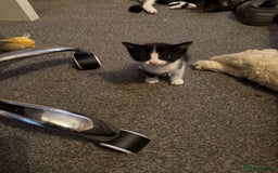 Mixed Breed cats for sale: 5 baby kittens  - Image 4