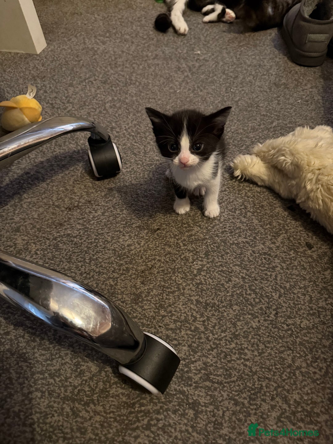 Mixed Breed cats for sale: 5 baby kittens  - Image 4