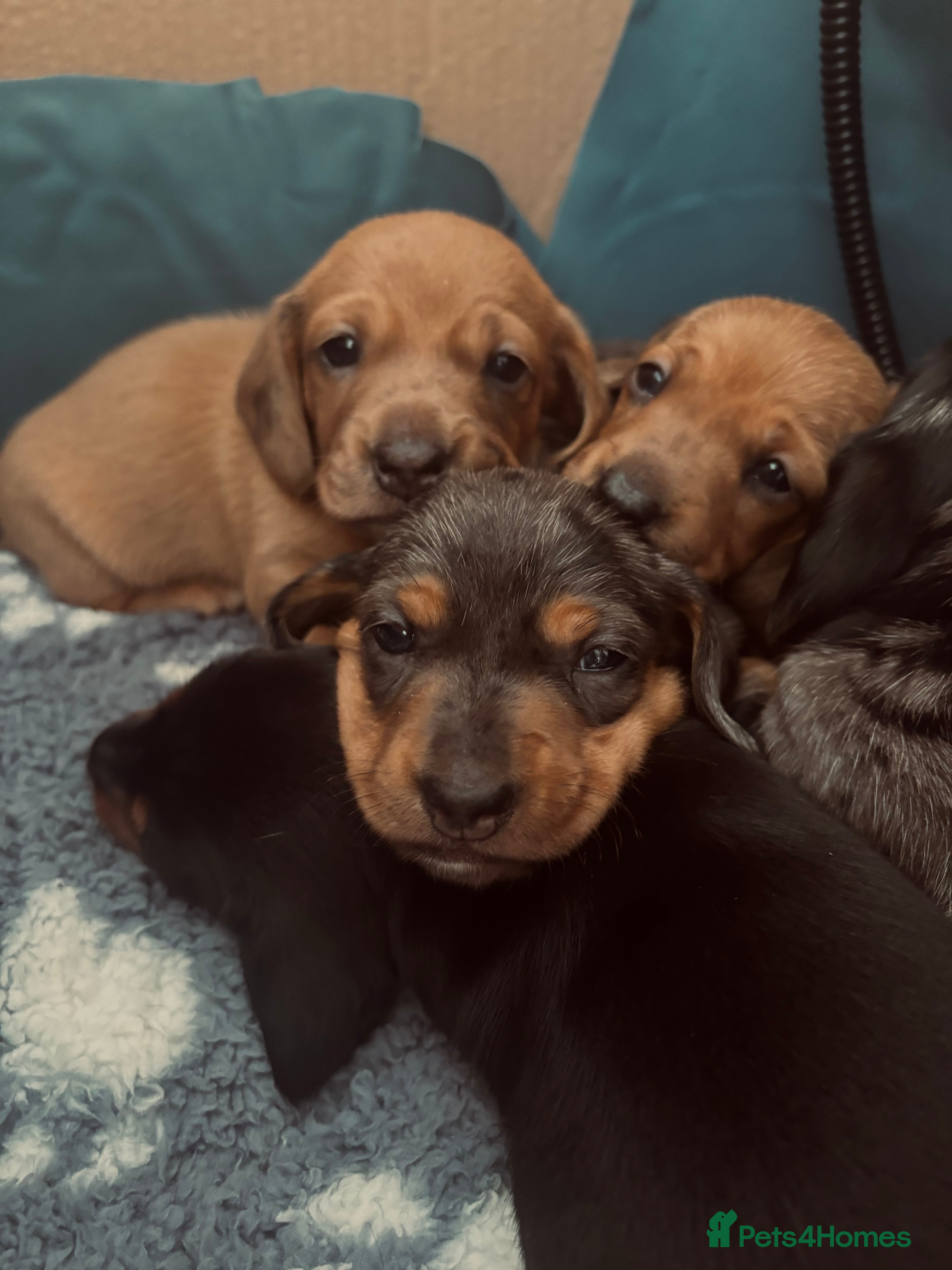 Miniature Dachshund dogs READY SOON Stunning litter of miniature dachshunds - Advert 5