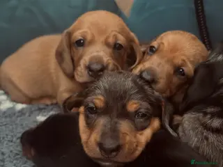Miniature Dachshund dogs READY SOON Stunning litter of miniature dachshunds - Advert 5