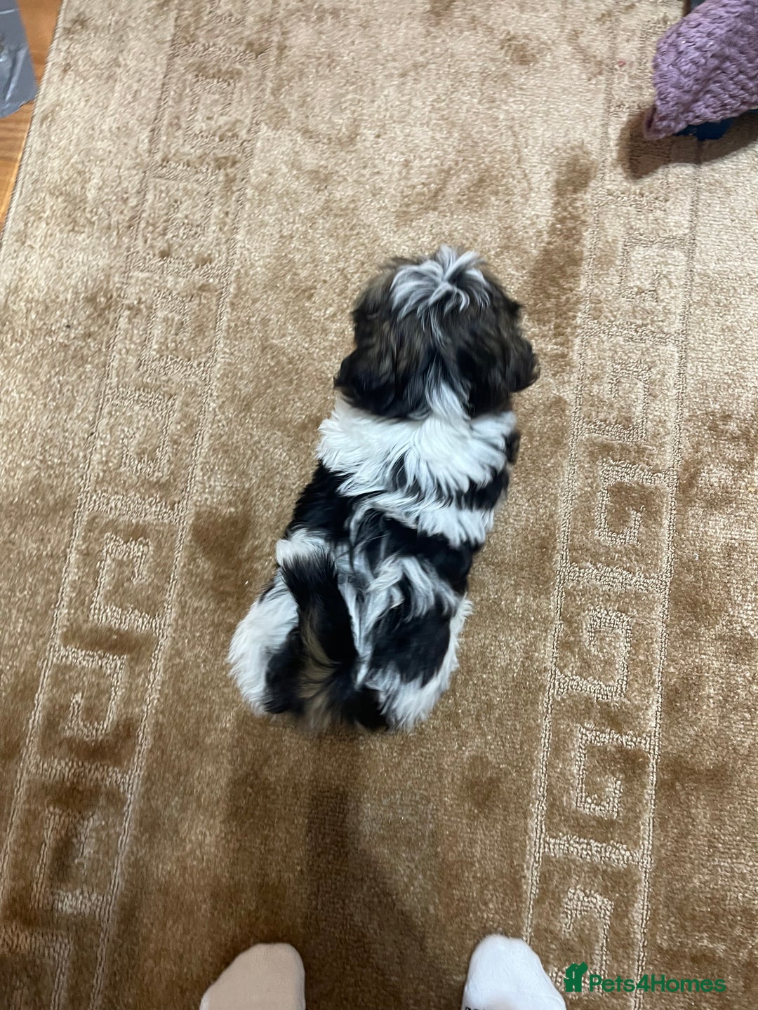 Shih Tzu dogs for sale: Beautiful Boy ready to go home!  - Advert 5