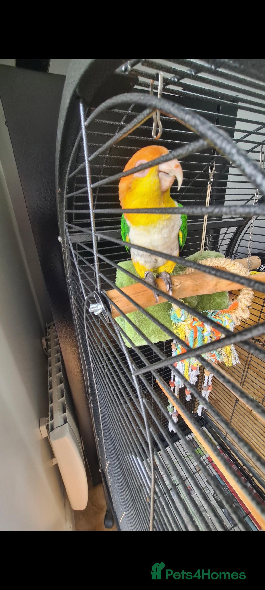 Parrots birds for sale: White Bellied Caique  - Advert 6