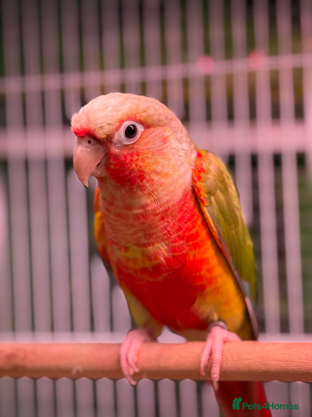 Conures birds for sale: Hand reared Green Cheek Conures  - Advert 1