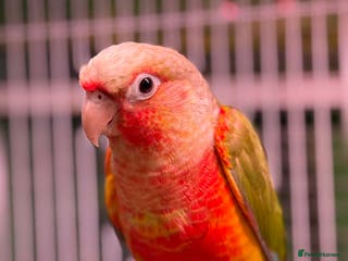 Conures birds Hand reared Green Cheek Conures - Advert 3