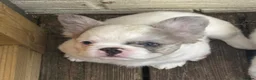 French Bulldog dogs for sale: Three French bulldogs for sale - Advert 7