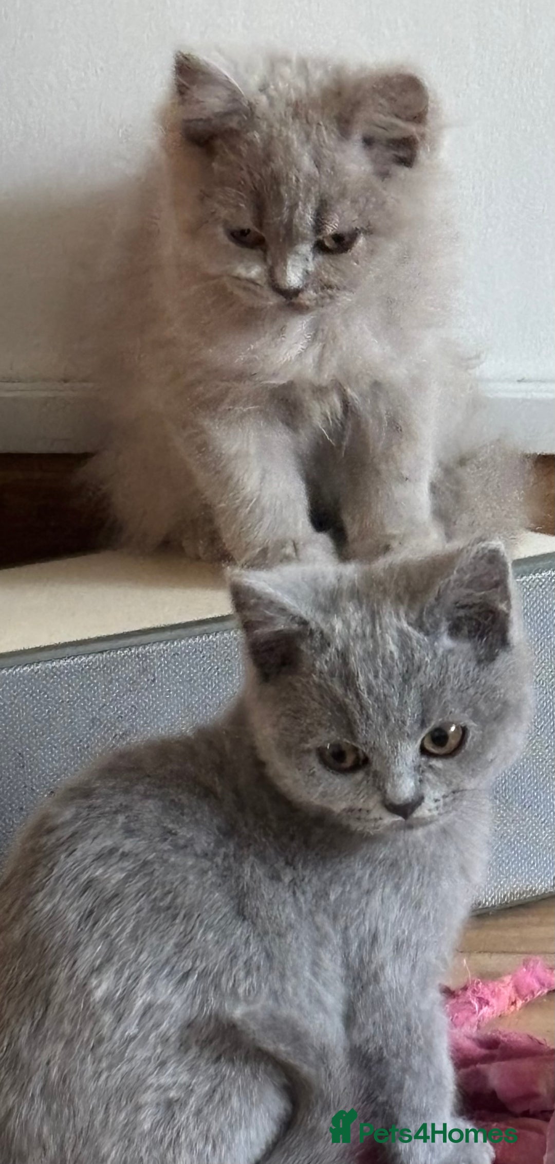 British Shorthair cats for sale: 5 stunning British blue shorthairs available  - Image 6