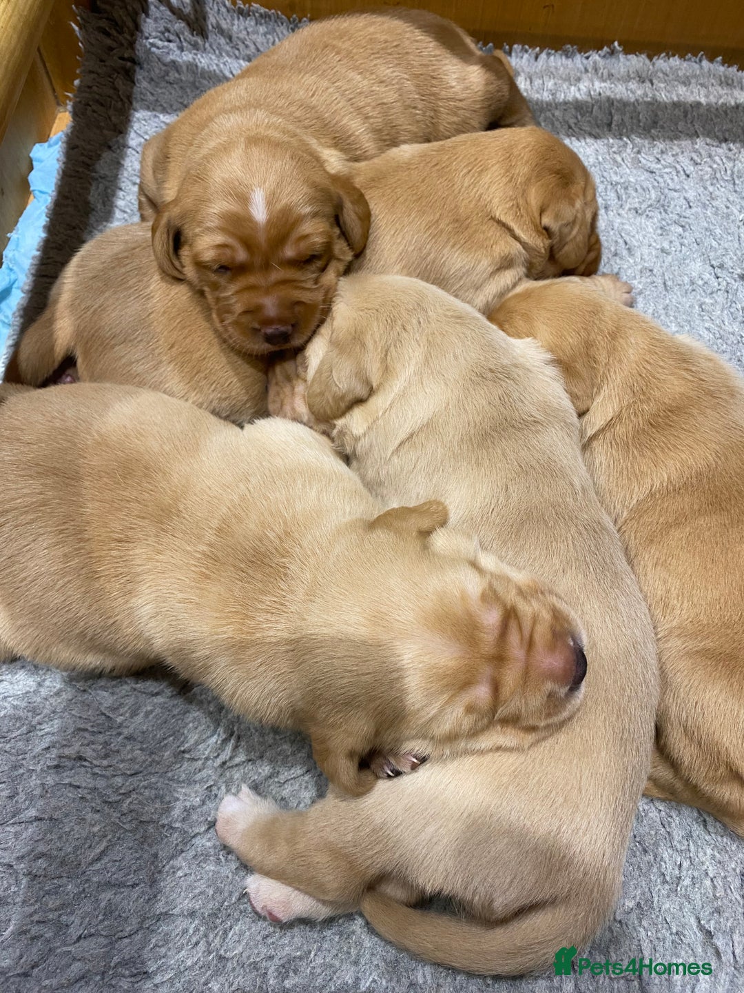 Labrador Retriever dogs for sale: Gorgeous KC registered Labrador Puppies  - Image 4