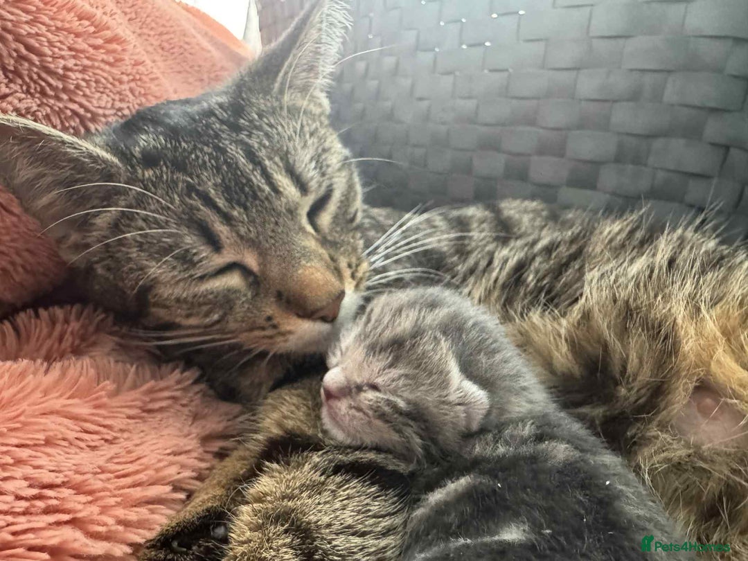 Mixed Breed cats for sale: Kittens  - Image 15