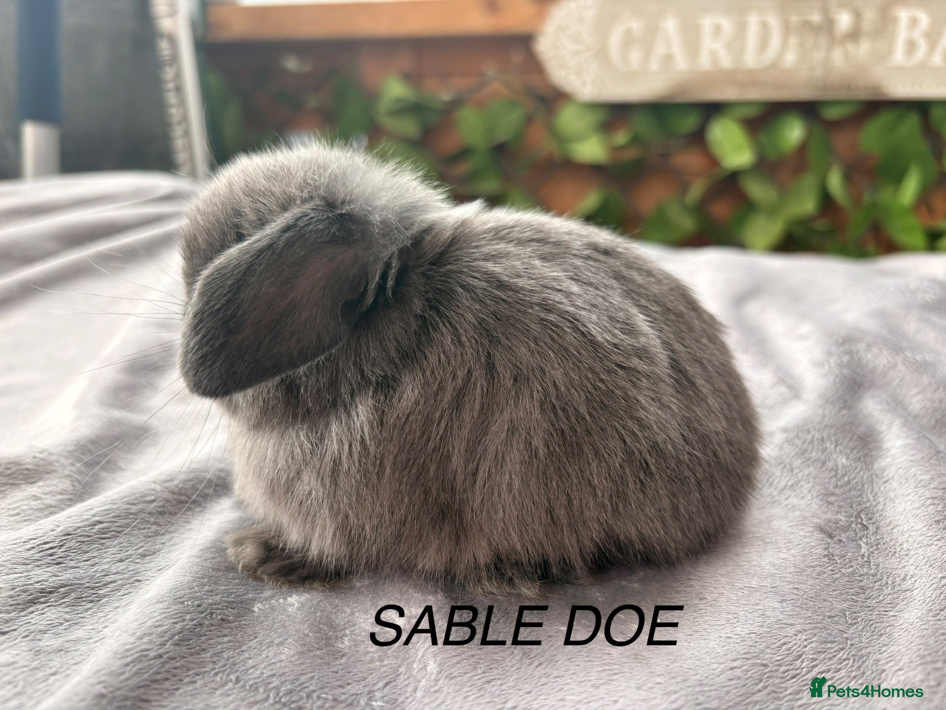 Mini Lop rabbits BEAUTIFUL Mini lops  - Advert 1
