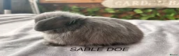Mini Lop rabbits for sale: BEAUTIFUL Mini lops  - Advert 1