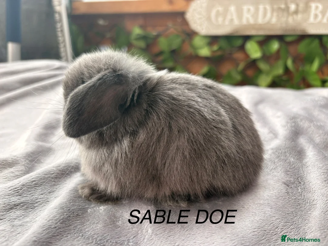 Mini Lop rabbits for sale: BEAUTIFUL Mini lops  - Advert 1