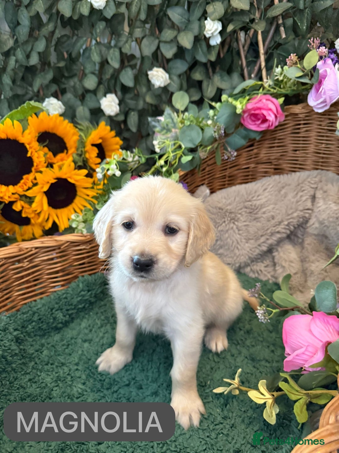 Golden Retriever dogs for sale: Stunning Golden Retriever puppies 🐾 - Image 26