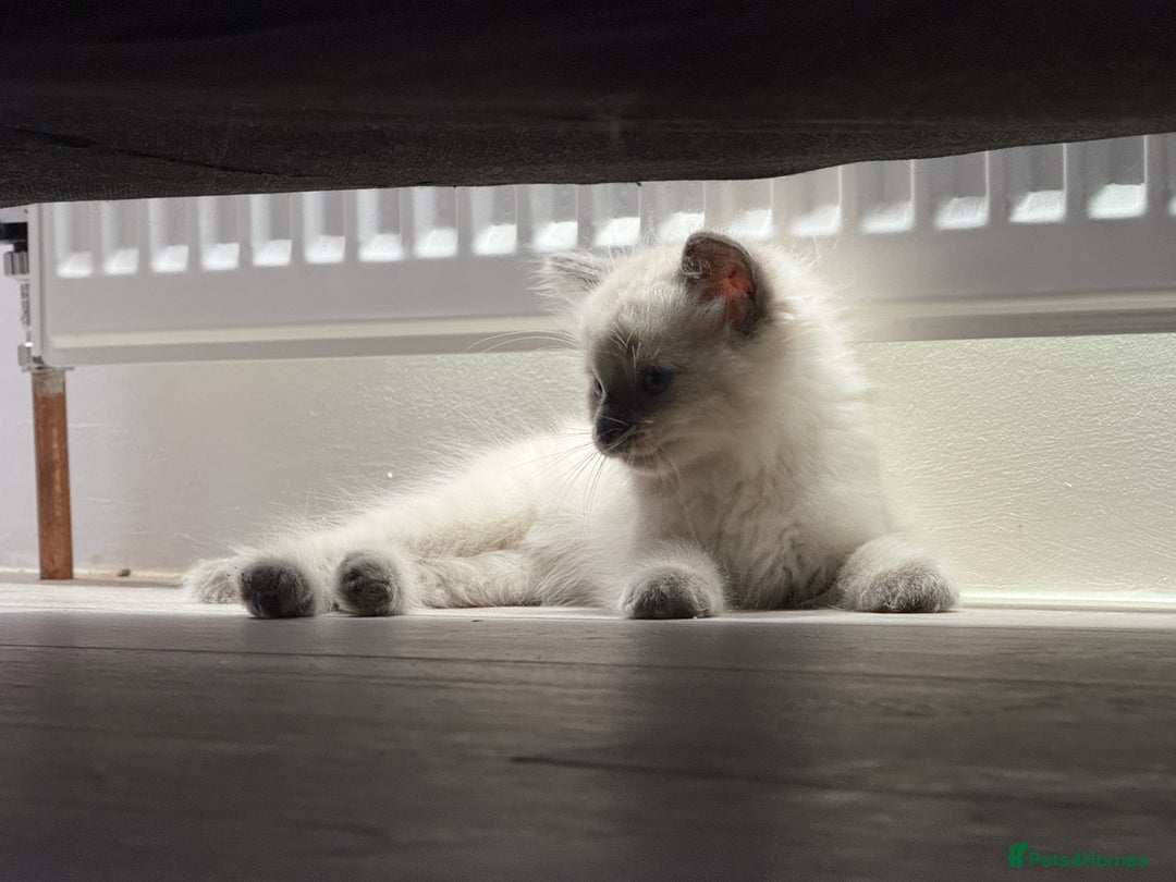 Ragdoll cats for sale: GCCF SEALPOINT RAGDOLL KITTENS - Image 18