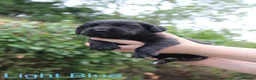 Springador dogs for sale: Springador Puppies – 1 Boy & 4 Girls - Advert 16