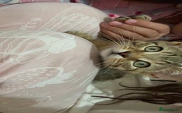 Mixed Breed cats for sale: Tabby Male Cat - Image 3