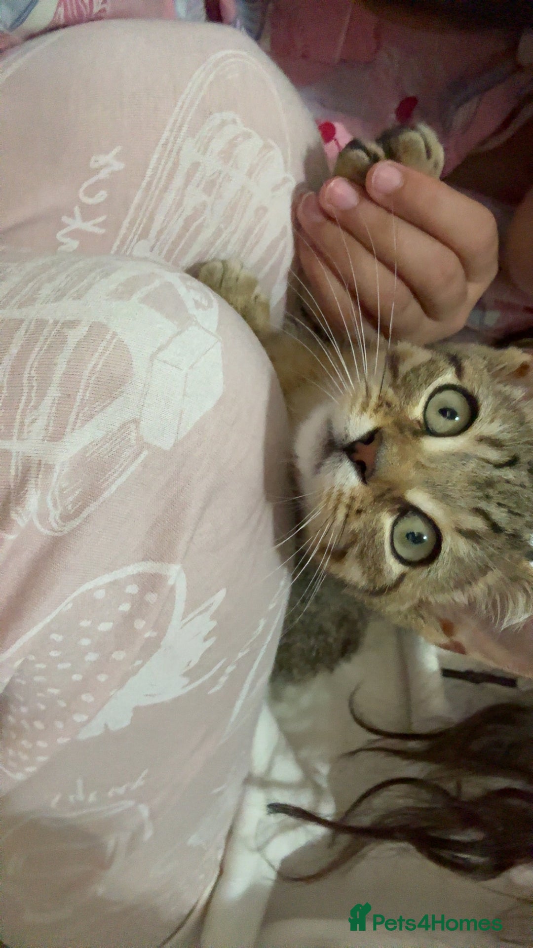 Mixed Breed cats for sale: Tabby Male Cat - Image 3