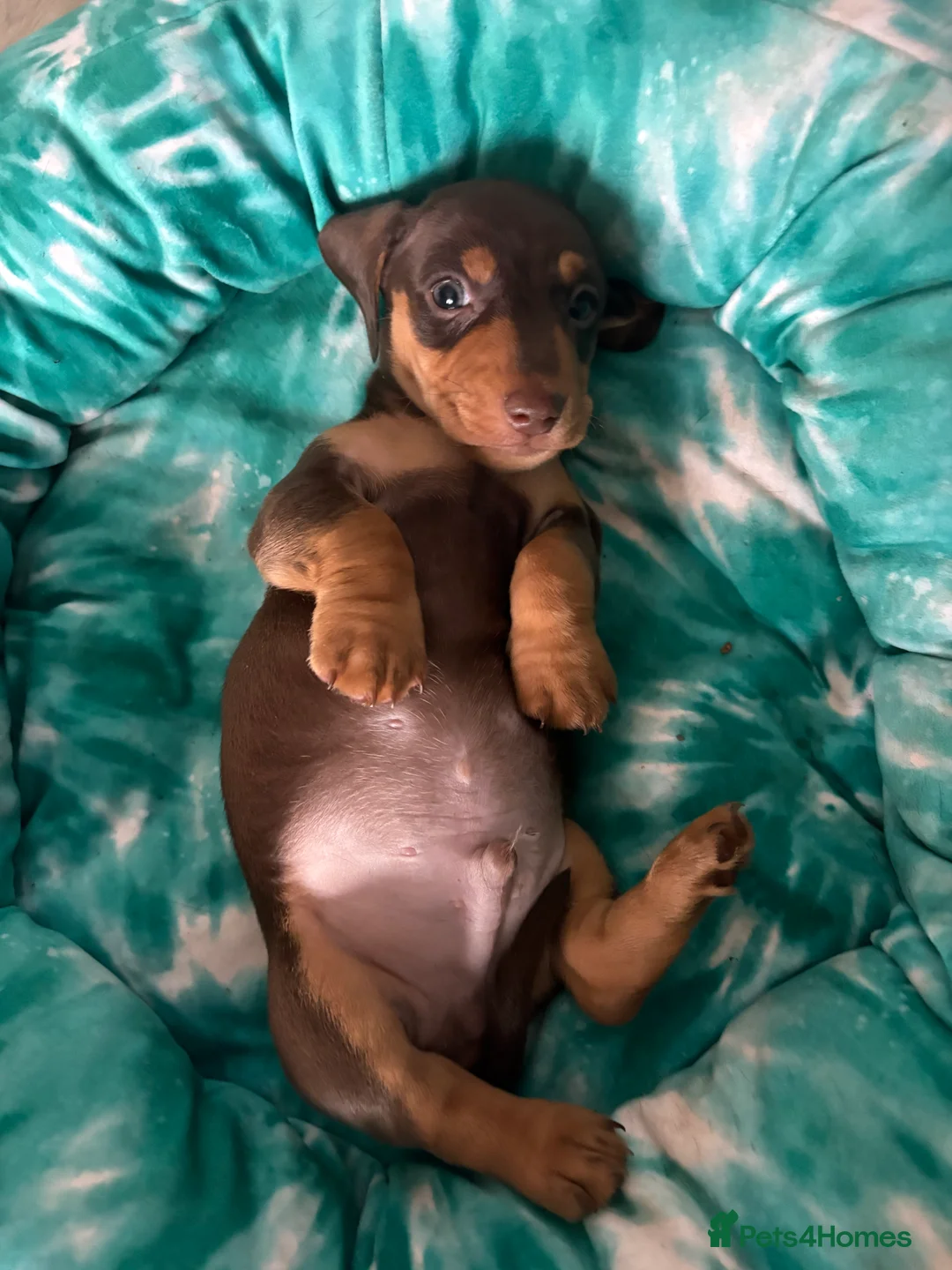 Dachshund dogs for sale: 5 Beautiful Standard Dachshund boys  - Advert 18