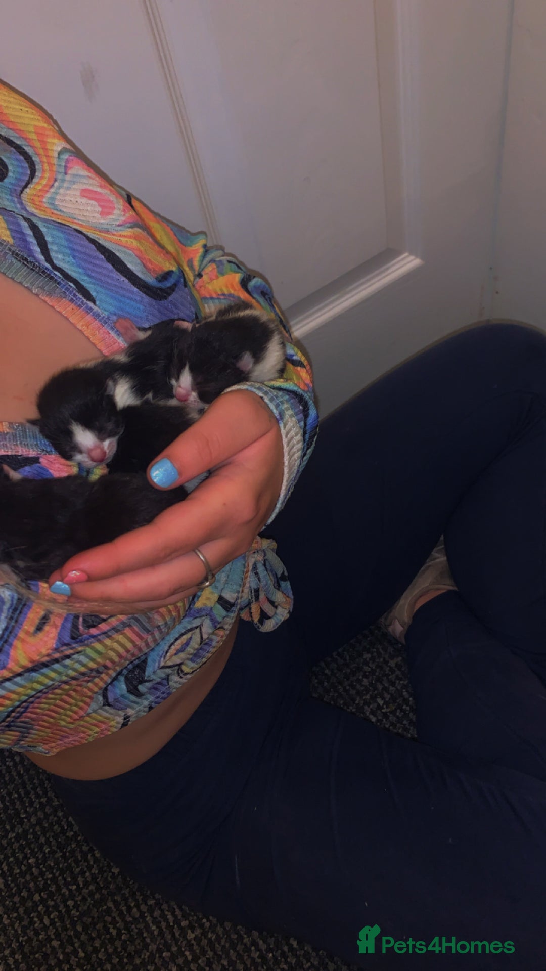 Mixed Breed cats for sale: 5 Beautiful Kittens - Image 2