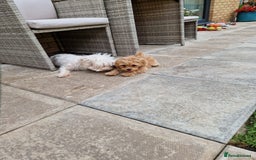 Maltipoo dogs for sale: Absolutely gorgeous maltipoo puppies  - Image 5