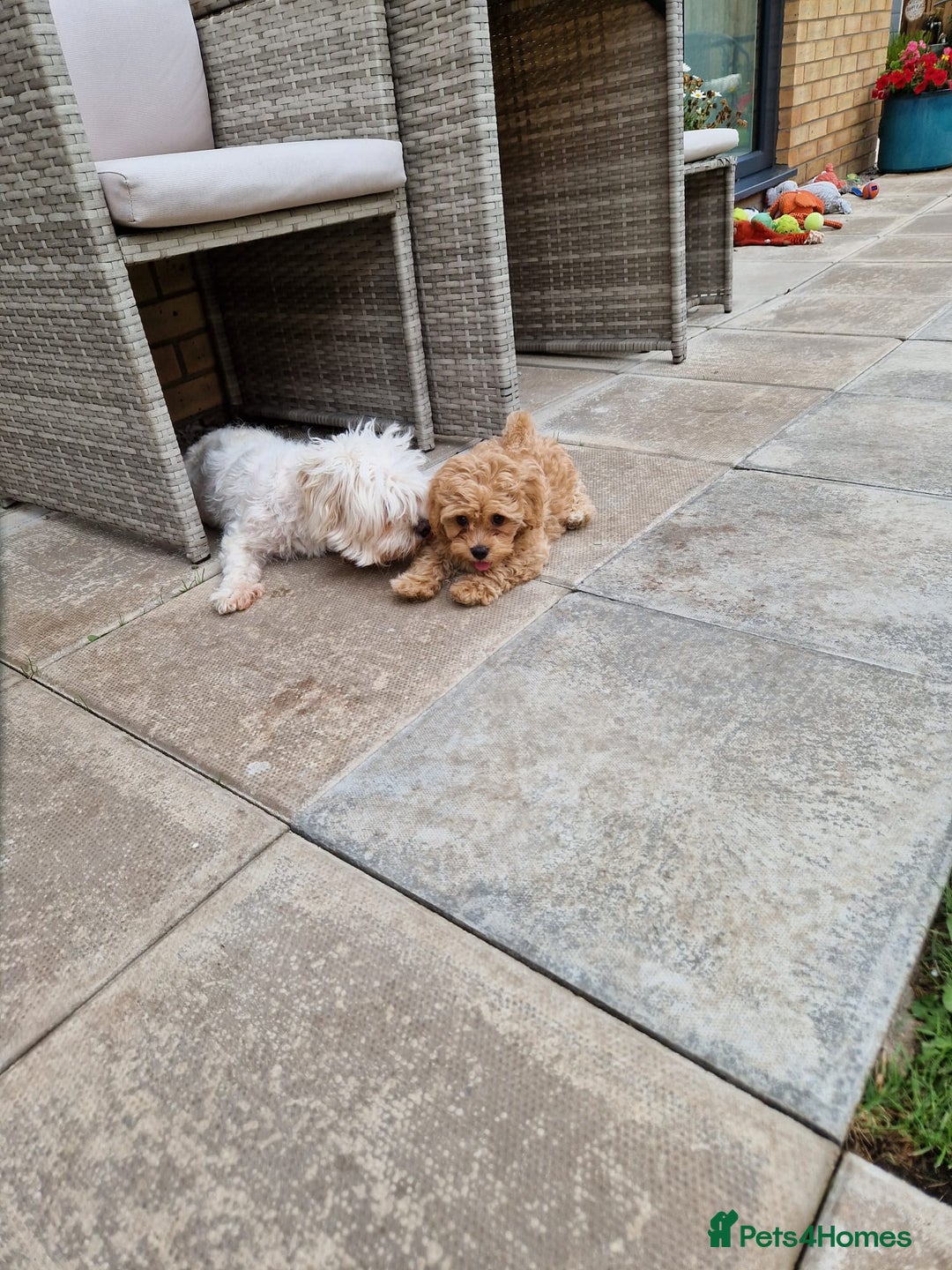 Maltipoo dogs for sale: Absolutely gorgeous maltipoo puppies  - Image 5