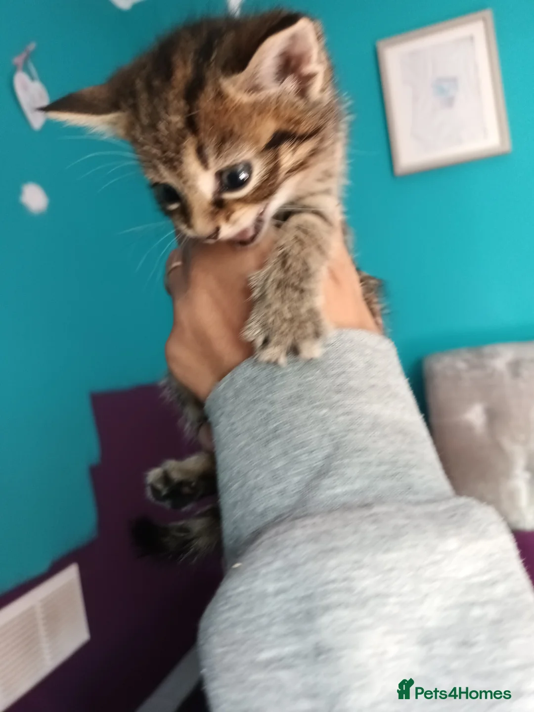 Bengal cats for sale: Russian Blue/Bengal cross kittens - Advert 4