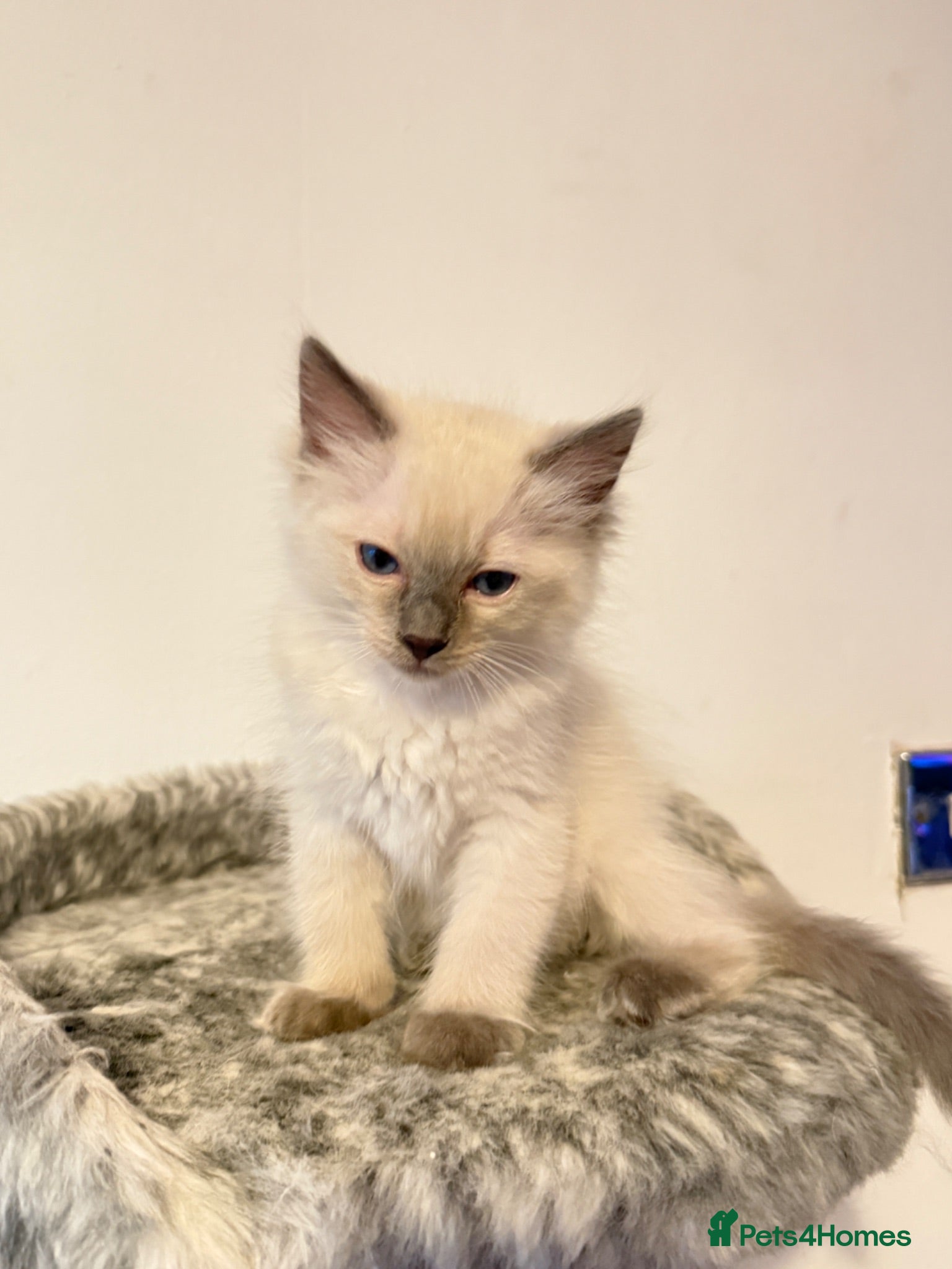 Ragdoll cats *Ready To Leave Now 2 Pure Ragdoll Male Kittens*** - Advert 5