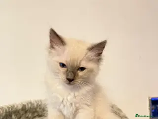 Ragdoll cats *Ready To Leave Now 2 Pure Ragdoll Male Kittens*** - Advert 5