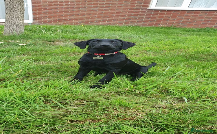 Labrador Retriever dogs - Advert 7