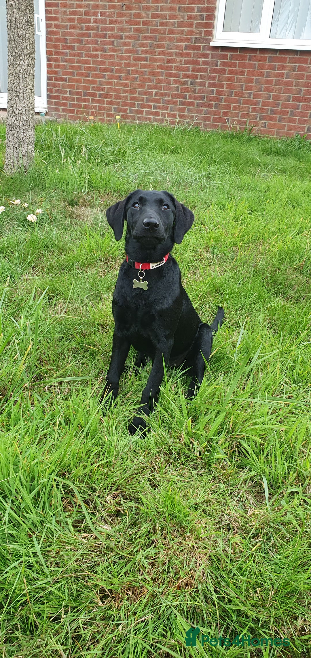 Labrador Retriever dogs for sale: 5 month old black labrador puppy - Image 1