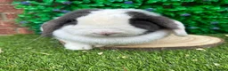 Mini Lop rabbits for sale: Mini Lop Girls Looking for Forever Homes 💛 - Advert 5