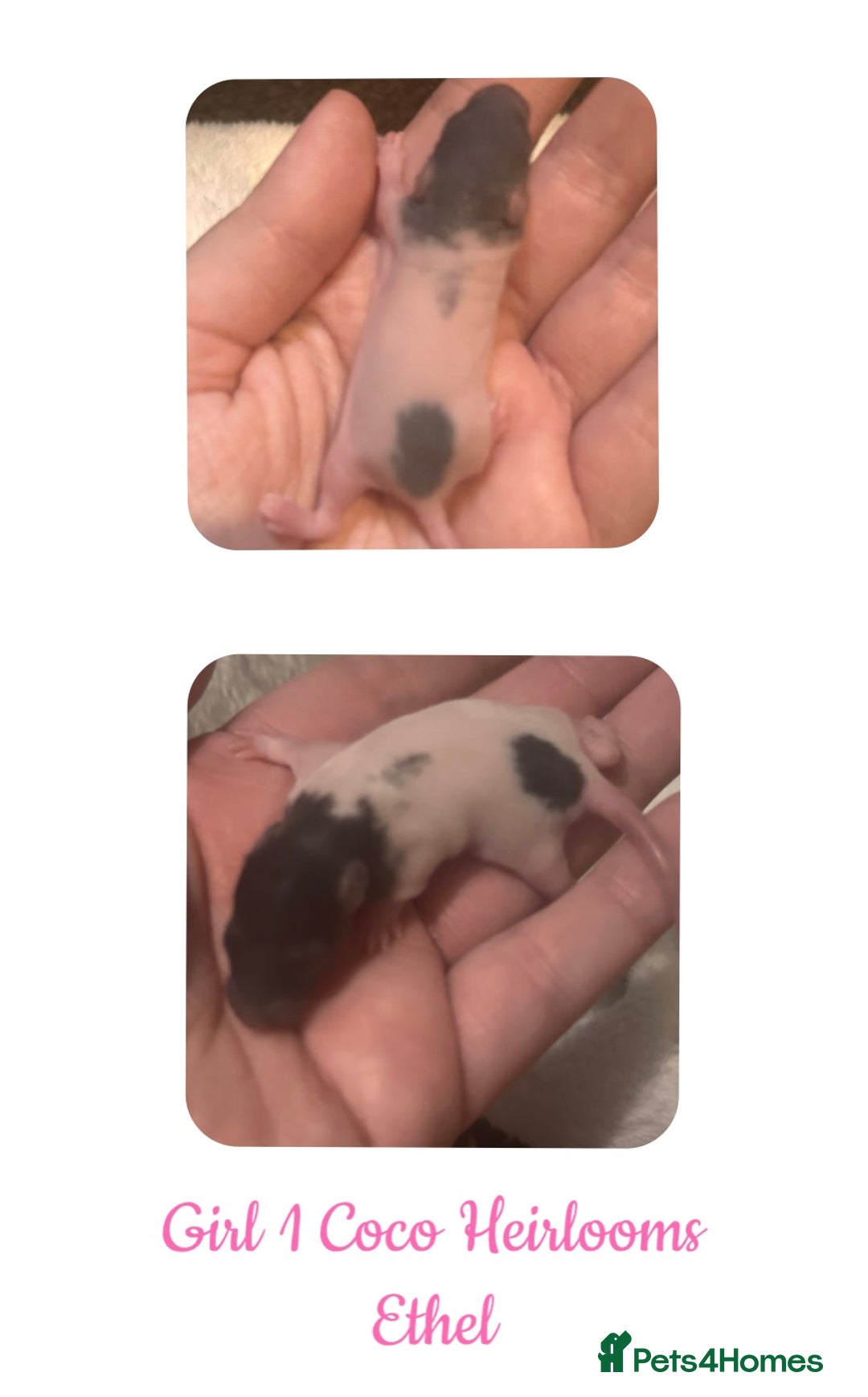 Rat rodents for sale: Beautiful Baby Rats  - Advert 1