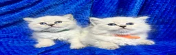 Siberian cats for sale: 💎💎GCCF Siberian Neva Masquerade Kittens💎💎 - Advert 5