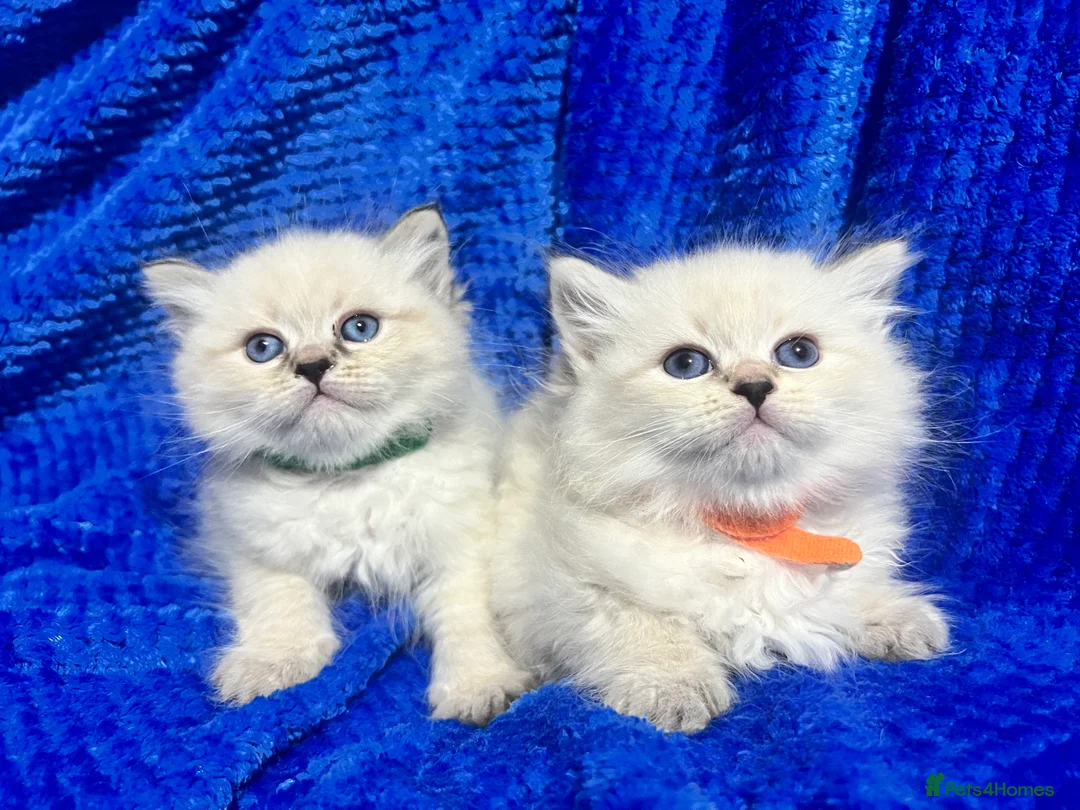 Siberian cats for sale: 💎💎GCCF Siberian Neva Masquerade Kittens💎💎 - Advert 5