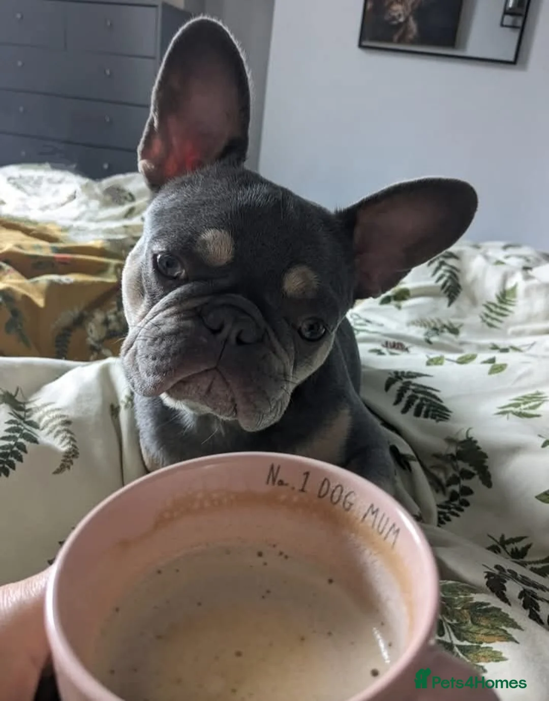 French Bulldog dogs for sale: 2year old Female Lilac & tan French Bulldog - Advert 3