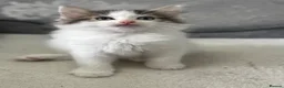 Ragdoll cats for sale: Beautiful Ragdoll Kittens  - Advert 23