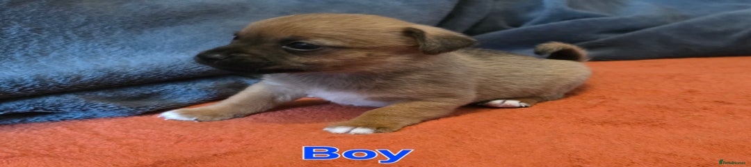 Mixed Breed Puppy 4