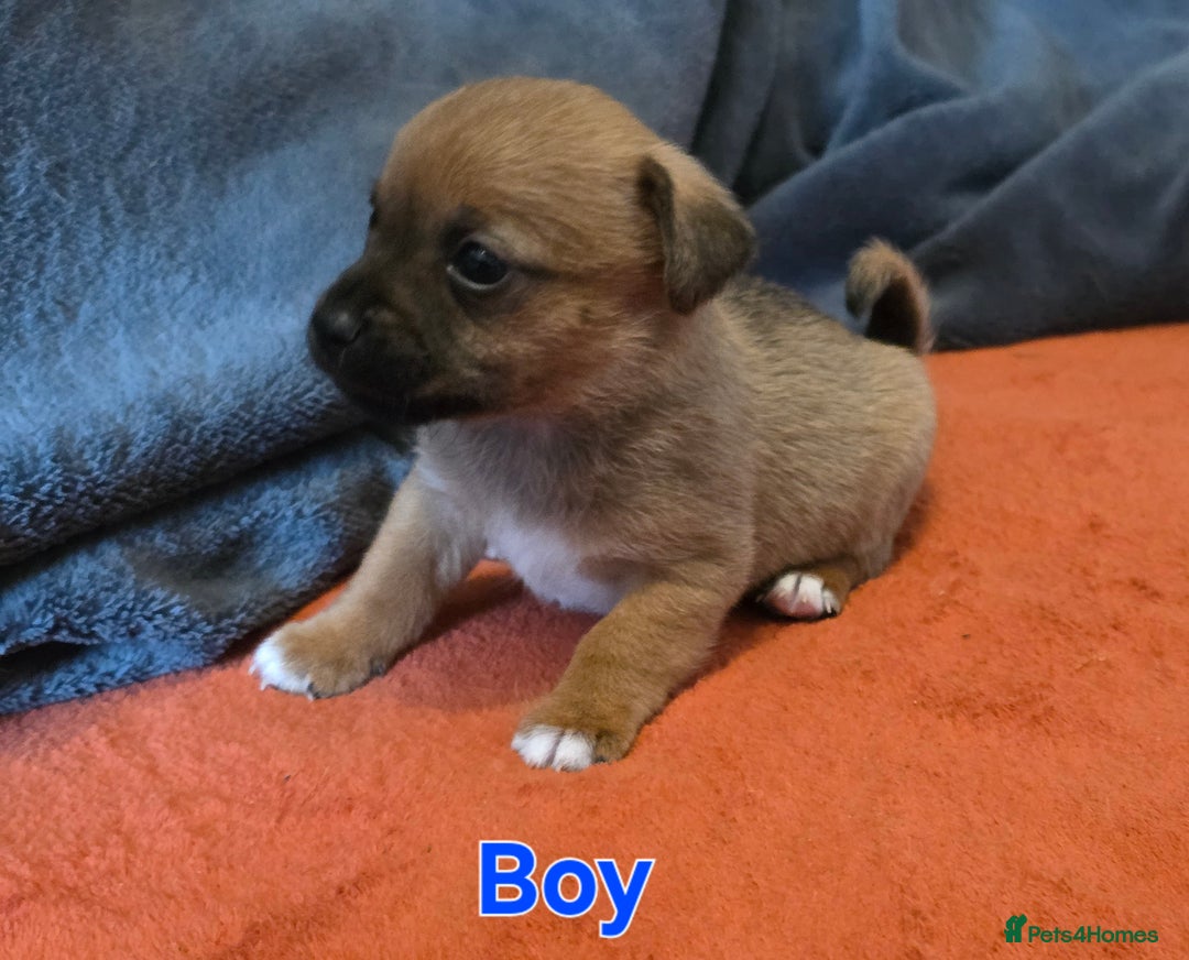 Mixed Breed dogs for sale: Stunning JR x Border Terrier pups - Image 4