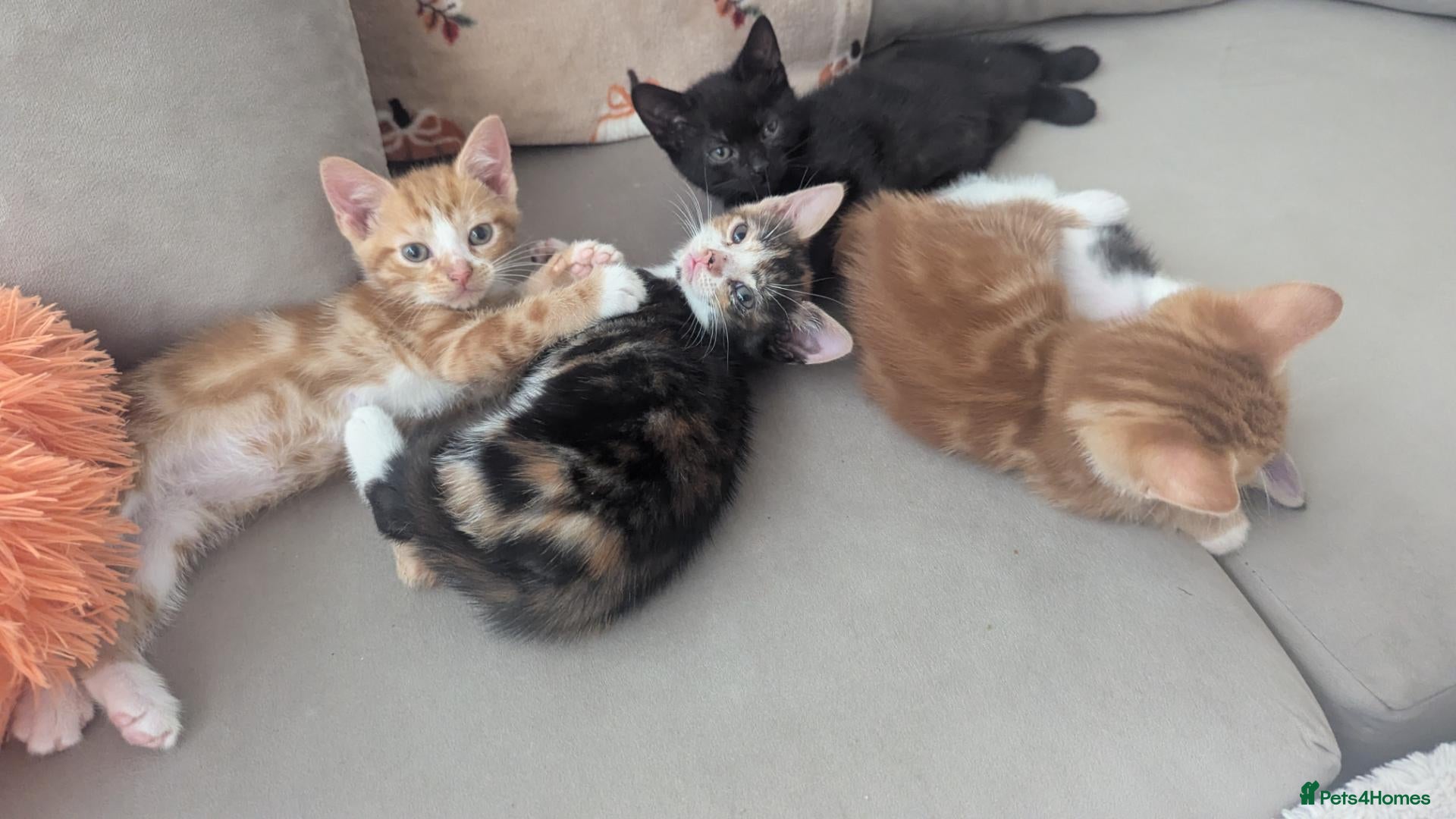 Mixed Breed cats Two female kittens - Advert 6
