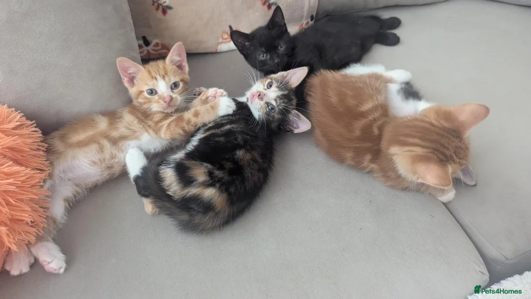 Mixed Breed cats for sale: Two female kittens - Advert 1
