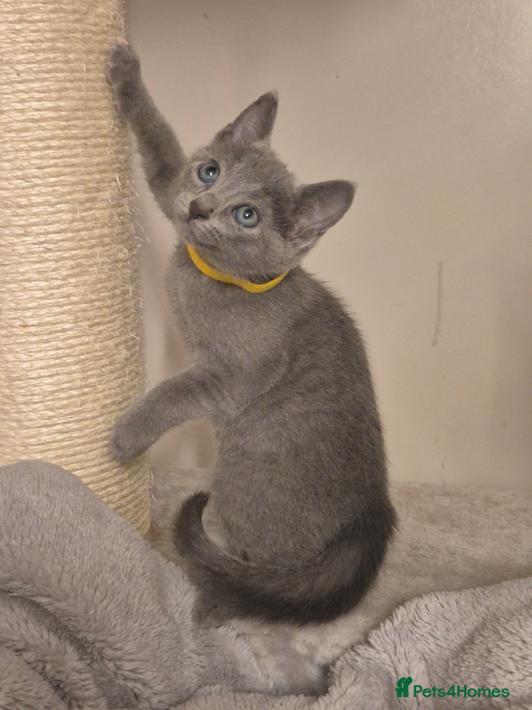 Russian Blue cats for sale: Amazing Russian Blue kittens 💙 - Advert 6