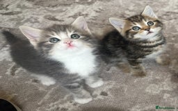 Bengal cats for sale: Bengal cross kittens one grey boy one brown girl - Image 2